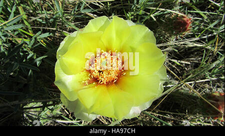 La fleur de cactus Plains Prickly Pear est une fleur vibrante et colorée trouvée dans les déserts nord-américains. Connu pour ses coussinets épineux distincts et ses fleurs jaune vif à rouge, il prospère dans des conditions arides, contribuant à la biodiversité unique de la région. Banque D'Images