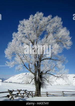 Cette image capture le givre sur un arbre de coton, mettant en valeur les formations de glace complexes sur ses branches. La photographie souligne la beauté naturelle de l'hiver dans la prairie américaine, en mettant l'accent sur la texture et les motifs formés par le gel sur les feuilles et l'écorce de l'arbre. Banque D'Images