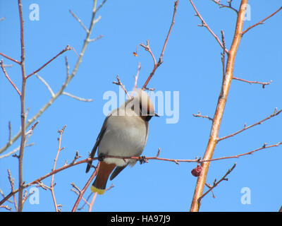 Cette photographie capture une scène faunique de la région des Prairies des montagnes du U.S. Fish and Wildlife Service. L'image montre un animal qui s'arrête pour contempler son prochain repas, mettant en évidence les comportements naturels de la faune dans leurs habitats naturels. Banque D'Images