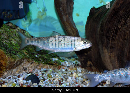 Usfwsnortheast Pre-Smolt Saumon Atlantique 5197994241 Banque D'Images