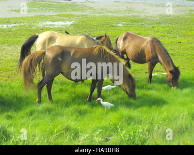 Les poneys Chincoteague sont une espèce emblématique de chevaux sauvages trouvés dans le refuge national de faune de Chincoteague. Ils coexistent avec les aigrettes de bétail, une espèce d'oiseau que l'on voit couramment avec le bétail. Le refuge est connu pour sa riche biodiversité et ses efforts de conservation de la faune. Banque D'Images