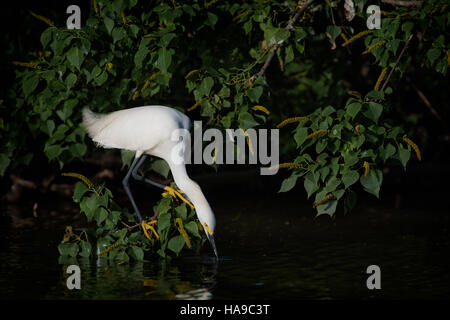 Aigrette neigeuse à boire Banque D'Images