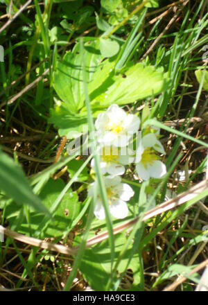 Photo d'Amber Rathbun montrant la beauté naturelle et la faune d'un parc national, mettant en évidence les écosystèmes et les diverses espèces du parc. Banque D'Images