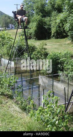 Observer la truite dans des enclos spécialement conçus dans un parc national permet de mieux comprendre le comportement des poissons, leur reproduction et leur adaptation à l'environnement. Ces enclos soutiennent les efforts de conservation en protégeant les espèces de truites dans des environnements contrôlés. Banque D'Images