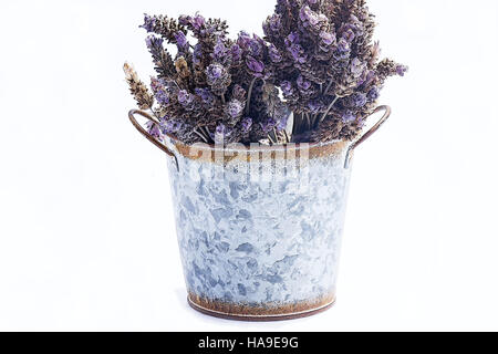Les fleurs de lavande séchées dans un seau de jardin sur fond blanc Banque D'Images