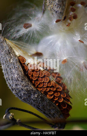 Cette image montre une gousse d’aspersion dans un parc national, soulignant le rôle de la plante dans le soutien des pollinisateurs, en particulier les papillons monarques. L’asperge laitier est une espèce importante pour le maintien de la biodiversité et de l’équilibre écologique dans les habitats indigènes. Banque D'Images