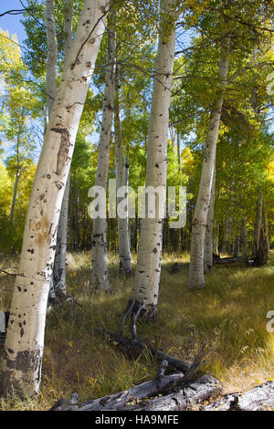 Aspen Grove d'arbres commencent à changer de couleur au début de l'automne Banque D'Images