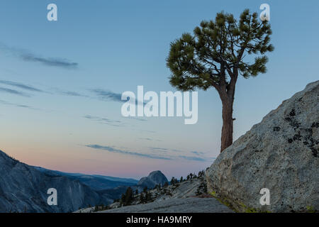 Jeffrey Pine Tree (Pinus jeffreyi) seul se tenant au point d'Olmsted Yosemite National Park avec demi-dôme en arrière-plan Banque D'Images