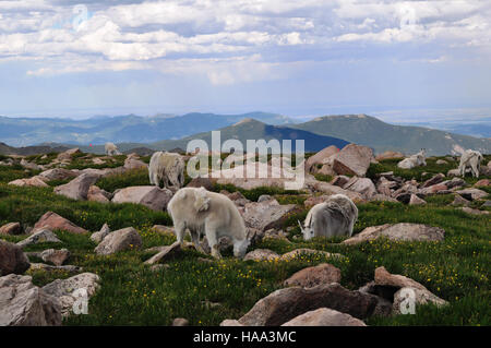L'image de la paix dans les montagnes capture la beauté sereine d'un parc national, mettant en valeur ses paysages calmes et intacts. La scène incarne l'environnement tranquille et naturel préservé à l'intérieur des limites protégées du parc national. Banque D'Images