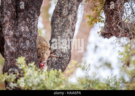 Leopard dans un arbre avec un zèbre tuer dans le Parc National Kruger, Afrique du Sud. Banque D'Images