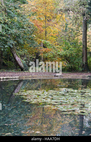 Shipton Under Wychwood jardin sauvage et les bois en automne, Oxfordshire, Angleterre Banque D'Images