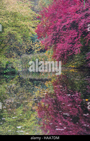 Shipton Under Wychwood jardin sauvage et les bois en automne, Oxfordshire, Angleterre Banque D'Images