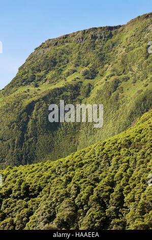 Paysage dans l'île de Flores aux Açores. Livre vert de la végétation luxuriante. Le Portugal. La verticale Banque D'Images