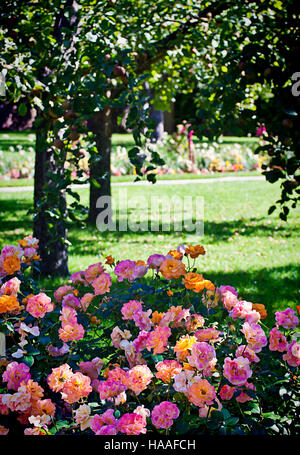 Belle fleur rose tapis sous un pommier dans le jardin, arrière-plan flou Banque D'Images