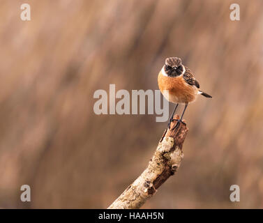 Un mâle Stonechat (Saxicola torquata) perché & looking at camera, Suffolk Banque D'Images