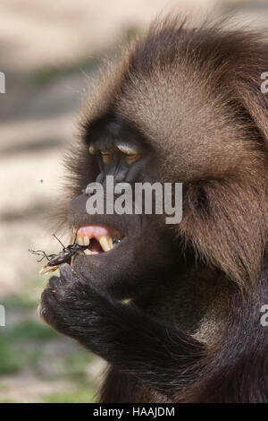 Le babouin gélada (Theropithecus gelada) manger le stag beetle (Lucanus cervus) au zoo de Brno en Moravie du Sud, en République tchèque. Banque D'Images