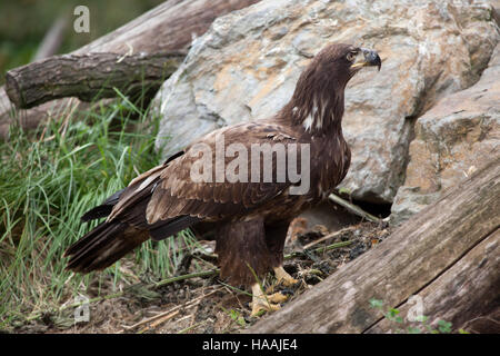 Femme pygargue à tête blanche (Haliaeetus leucocephalus). Des animaux de la faune. Banque D'Images