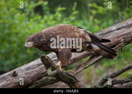 Femme pygargue à tête blanche (Haliaeetus leucocephalus). Des animaux de la faune. Banque D'Images