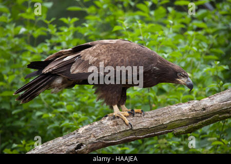 Femme pygargue à tête blanche (Haliaeetus leucocephalus). Des animaux de la faune. Banque D'Images