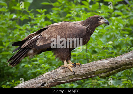 Femme pygargue à tête blanche (Haliaeetus leucocephalus). Des animaux de la faune. Banque D'Images