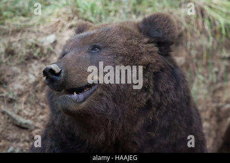 Kamchatka (ours brun Ursus arctos beringianus), également connu sous le nom de l'Extrême Est de l'ours brun. Banque D'Images