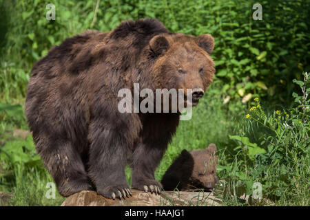 Quatre mois, le Kamchatka brown bear (Ursus arctos beringianus) appelé Bruno avec sa mère au Zoo de Kamchatka Brno en Moravie du Sud, en République tchèque. E