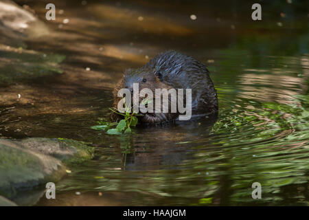 Castor du Canada (Castor canadensis), également connu sous le nom de castor canadien. Banque D'Images