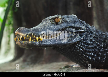 Caiman nain de Cuvier (Paleosuchus palpebrosus). Banque D'Images