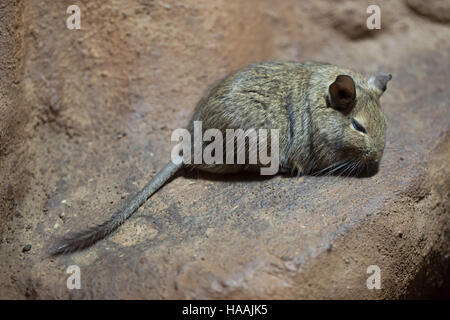 Dégus Octodon Degu (). Des animaux de la faune. Banque D'Images