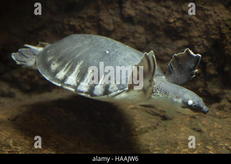 Tortue à nez de cochon (Carettochelys insculpta), également connu sous le nom de la tortue de la rivière Fly. Banque D'Images