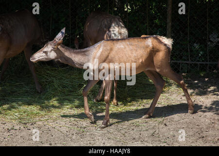 Altaï (Cervus canadensis sibiricus), également connu sous le nom de l'Altaï maral. Banque D'Images