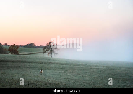 La dérive du brouillard de l'atmosphère à travers la campagne comme le soleil se lève dans une famille de moutons dans un champ, frosty Burley rural-en-Wharfedale, West Yorkshire, Royaume-Uni Banque D'Images