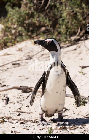 Un adulte Manchot Spheniscus demersus ( ), Boulders Beach, Cape Town Afrique du Sud Banque D'Images