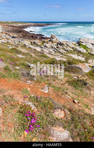 Des fleurs sur la côte, le Cap de Bonne Espérance National Park, Western Cape, Afrique du Sud Banque D'Images