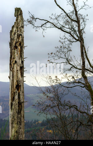 Ancien corps de l'arbre dans la montagne, paysage d'automne Banque D'Images