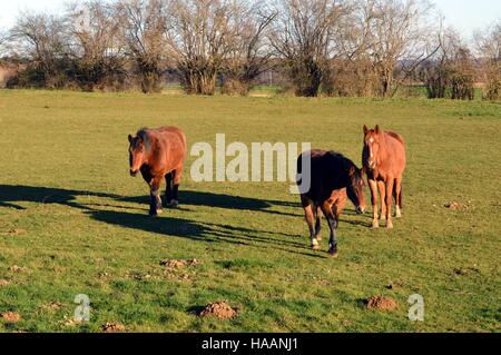 Brown trois chevaux dans un pré Banque D'Images