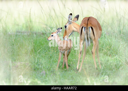 Impala (Aepyceros melampus) mère et son nouveau né, le nettoyage encore mère bébé, Maasai Mara National Reserve, Kenya Banque D'Images