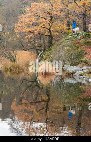 L'homme et le chien à la recherche sur le lac de Grasmere dans le Lake District, UK Banque D'Images