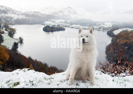 Samoyède chien sur Loughrigg tomba avec vue sur le lac de Grasmere dans le Lake District, UK Banque D'Images