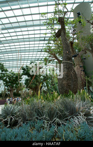 Singapour - 23 juillet 2016 : l'intérieur du dôme de fleurs - Jardin de la baie Banque D'Images