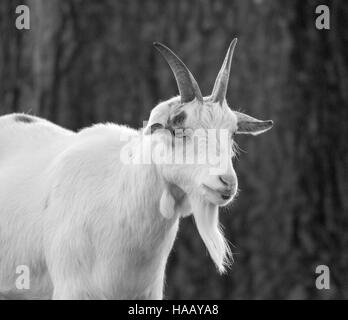 chèvre Banque D'Images