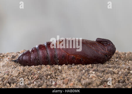 Ligusterschwärmer Liguster-Schwärmer,, Puppe, Sphinx ligustri troène troène, sphynx, Hawk-moth, Privet Hawk Moth, pupe, nymphes, le sphinx, la colchique Banque D'Images