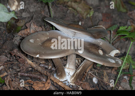 Gewöhnlicher Weichritterling Weich-Ritterling Schwarzweißer Weichritterling,,, «Weichritterling, Melanoleuca Melanoleuca vulgaris, melaleuca, Banque D'Images