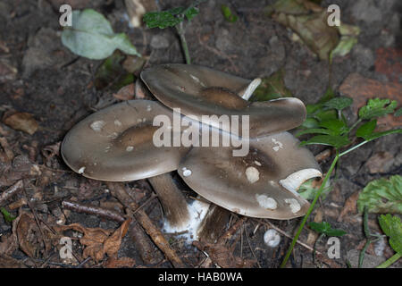 Gewöhnlicher Weichritterling Weich-Ritterling Schwarzweißer Weichritterling,,, «Weichritterling, Melanoleuca Melanoleuca vulgaris, melaleuca, Banque D'Images