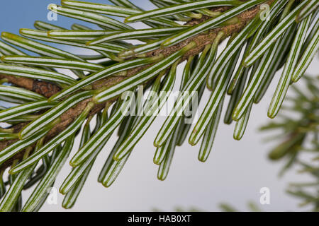 Weiß-Tanne, Weißtanne Weisstanne Edeltanne,,,,, Tanne Göbels Abies alba, sapin argenté, sapin argenté Banque D'Images