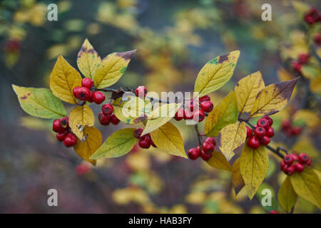 Cotoneaster Jaune automne feuilles et fruits rouges Banque D'Images