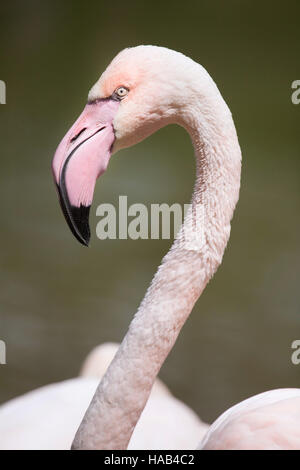 Flamant rose (Phoenicopterus roseus). Banque D'Images