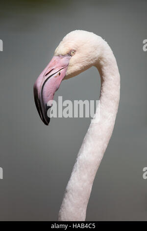 Flamant rose (Phoenicopterus roseus). Banque D'Images