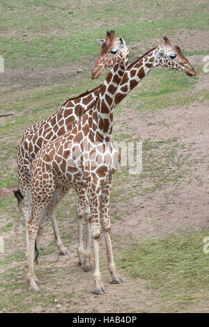 Giraffe réticulée (Giraffa camelopardalis reticulata), également connu sous le nom de la girafe. Banque D'Images