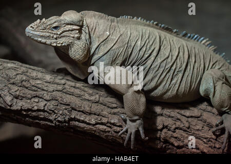 Iguane rhinocéros (Cyclura cornuta), également connu sous le nom de Goliath dragon. Banque D'Images